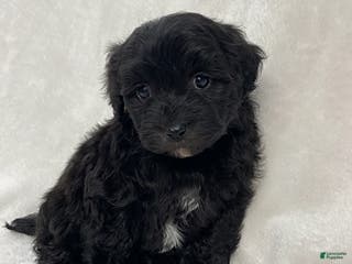 Maltipoo dogs Cuddles - Ad 41