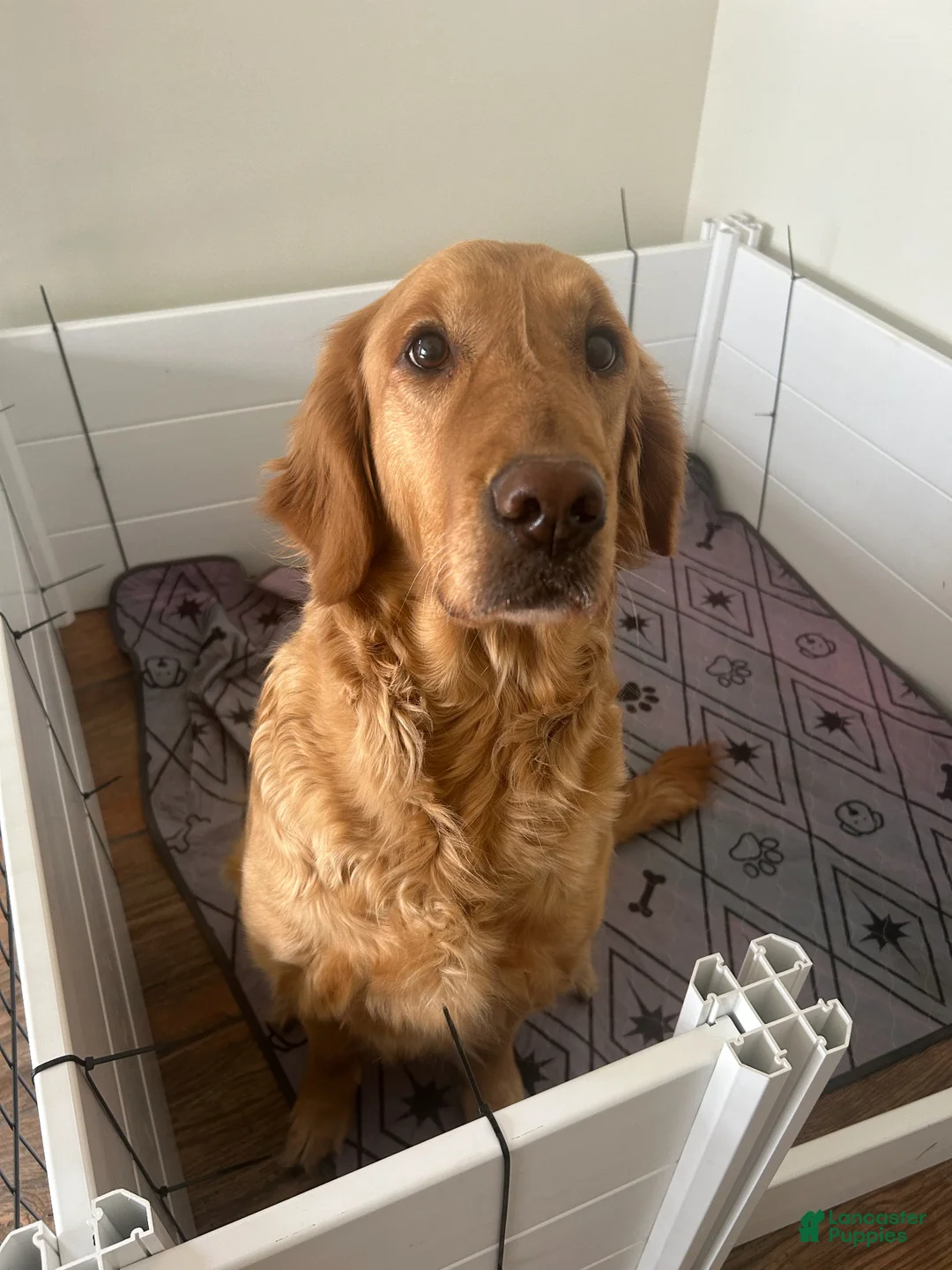 Golden Retriever dogs for sale: Mr Gray - Ad 2