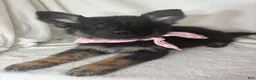 German Shepherd dogs for sale: Gwyneth - Ad 3