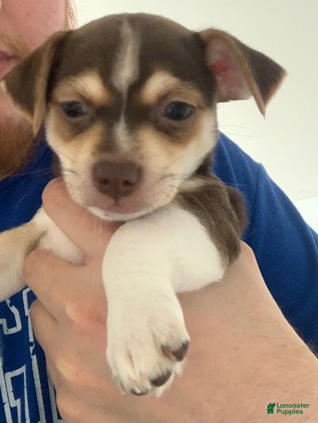 Chihuahua dogs for sale: Chihuahua Puppy 1 - Ad 2