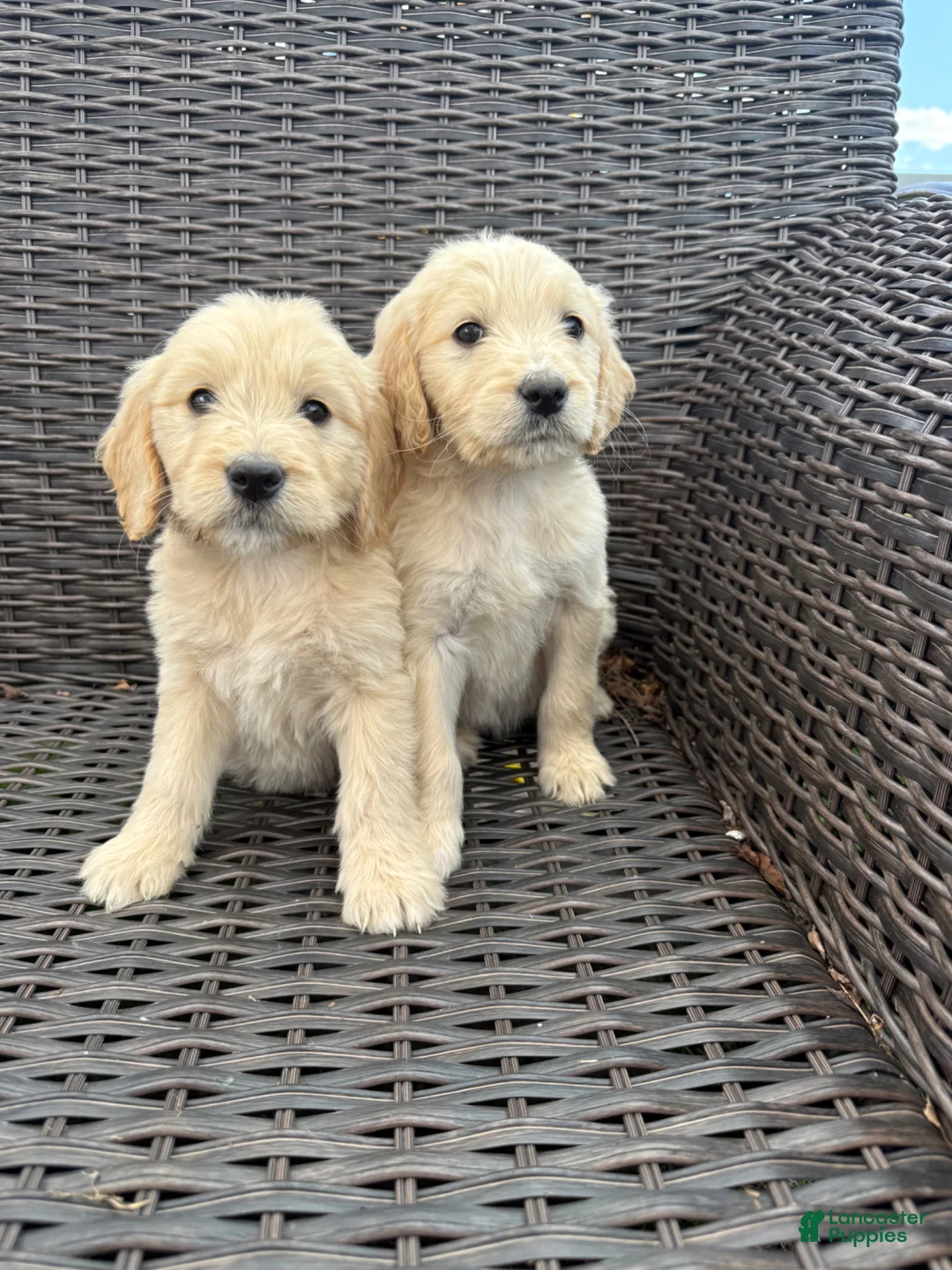 Goldendoodle dogs for sale: Goldendoodle Puppy 2 - Ad 2