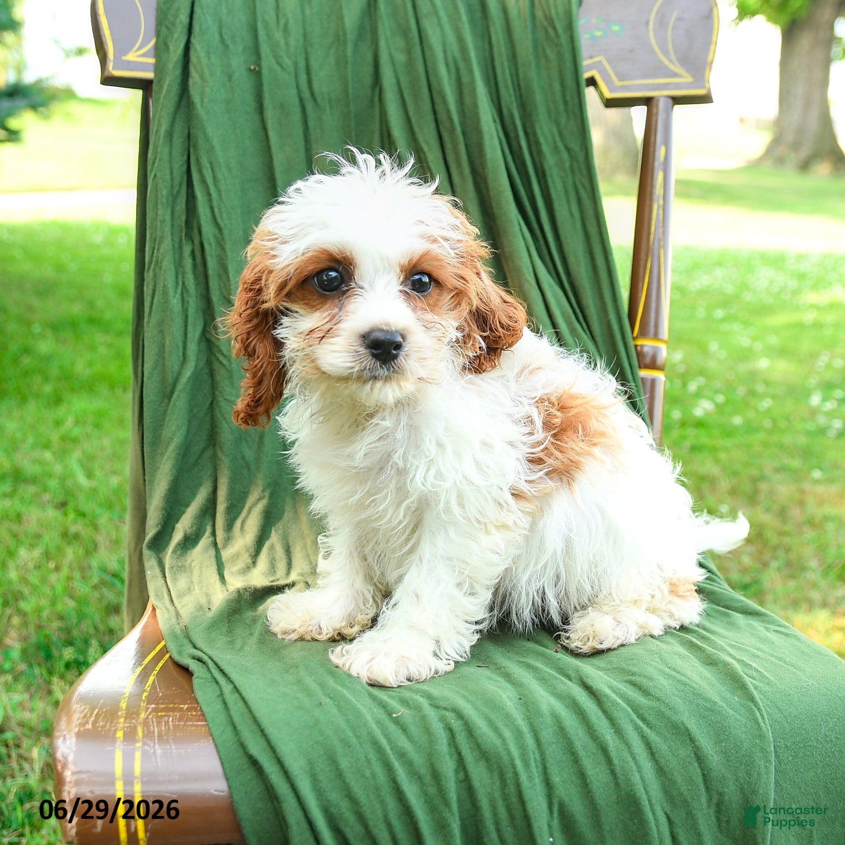 Cavapoo dogs for sale: Mia  - Ad 3