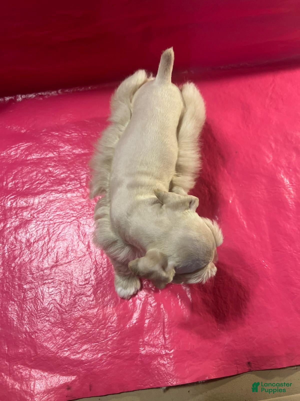 Miniature Schnauzer dogs for sale: Tinker (Light red with white paws & chest) - Ad 2