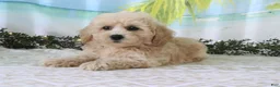 Cavapoo dogs for sale: Tristen - Ad 3