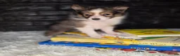 Shetland Sheepdog dogs for sale: Keene  - Ad 7