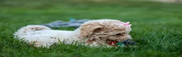 Bichpoo dogs for sale: 🐾 Olive 🐾 - Ad 8
