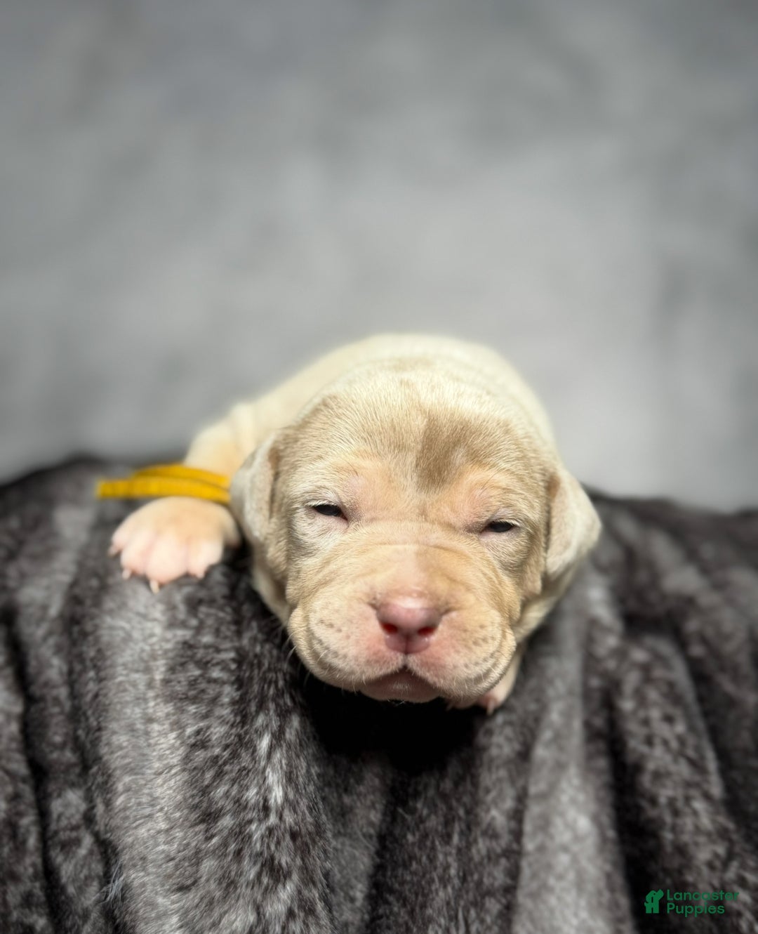 Xl Bully litter of puppies for sale in Alexandria Lancaster