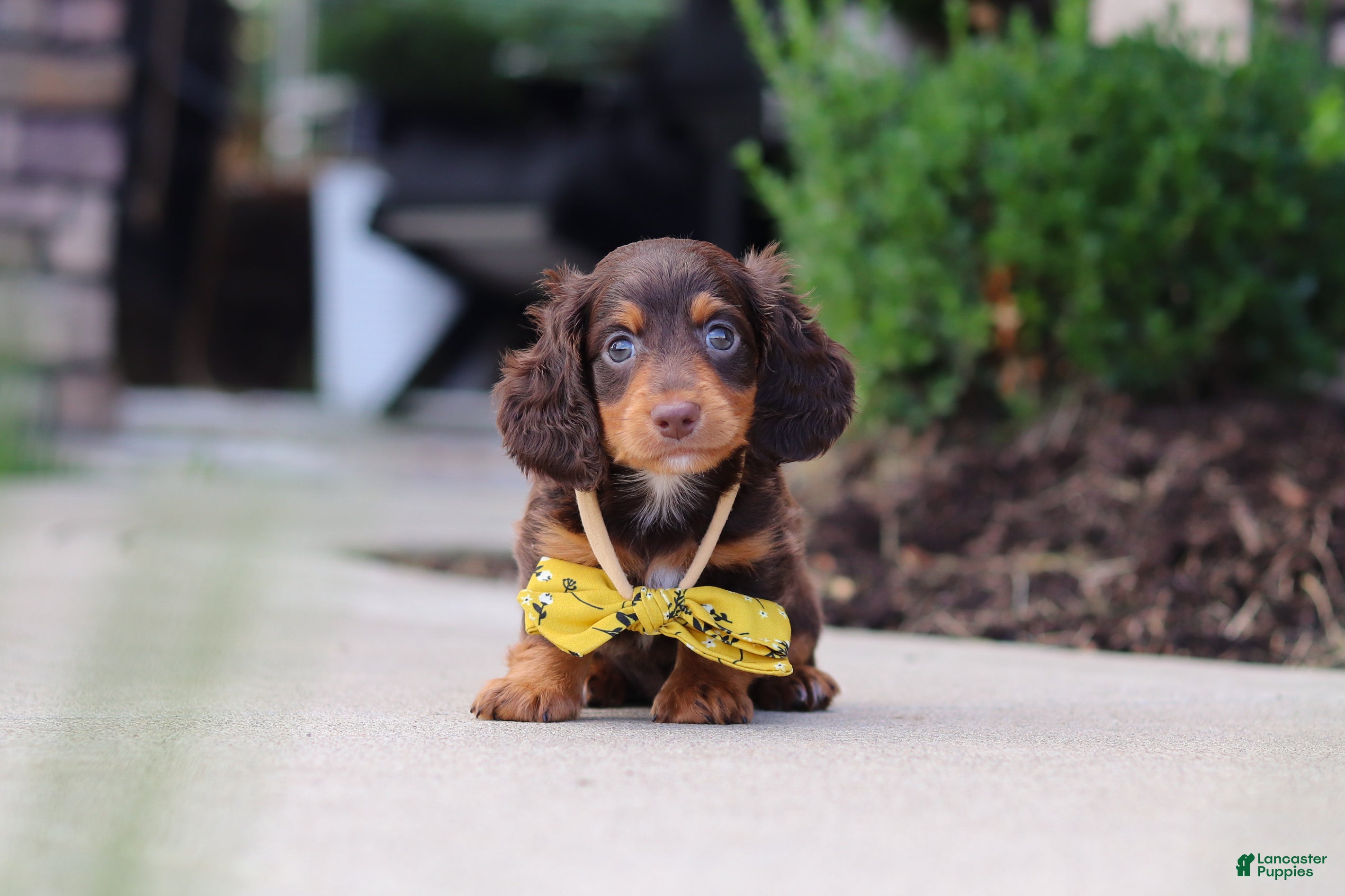 Miniature Dachshund dogs Lennon - Ad 1