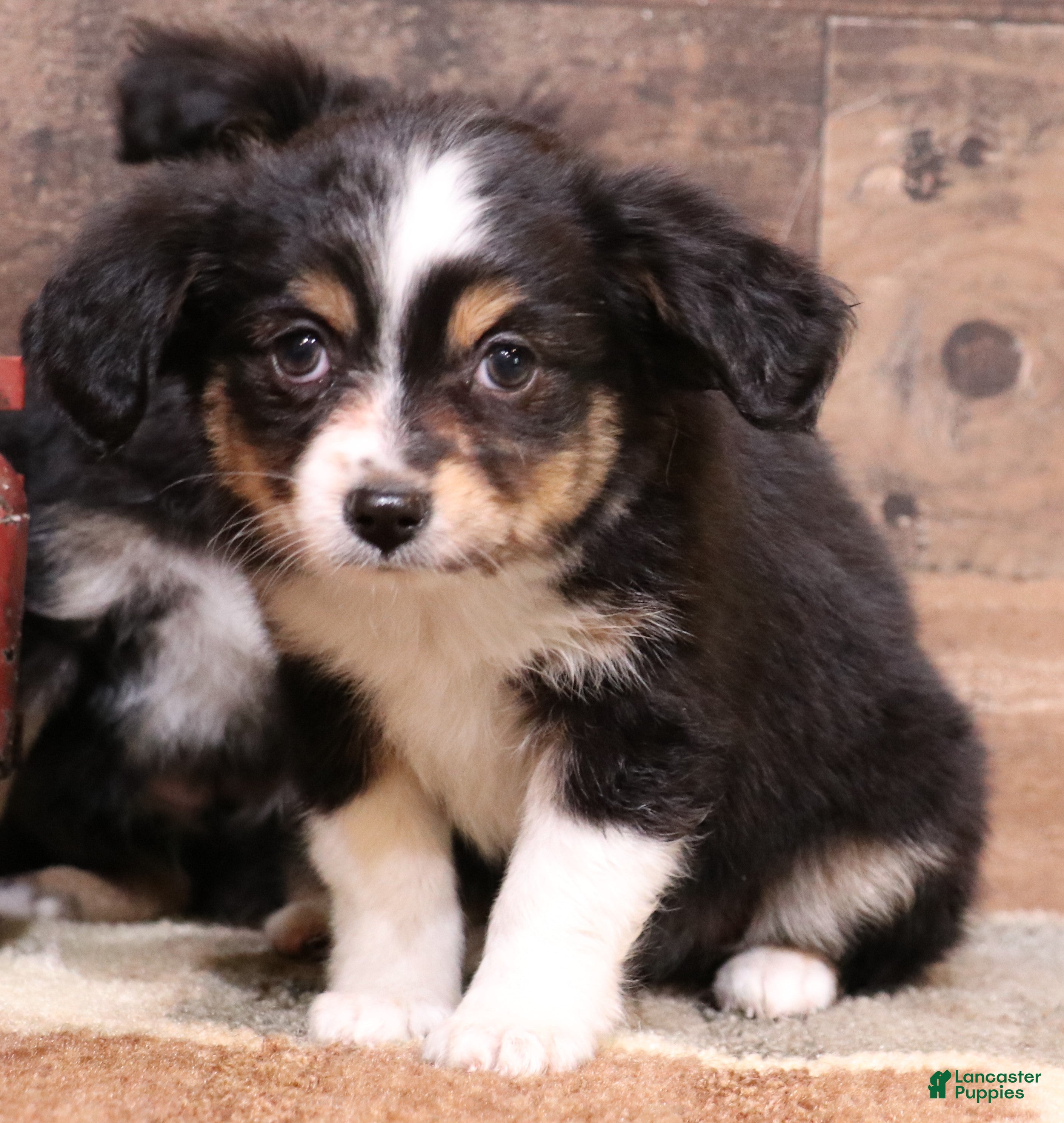 Toy Australian Shepherd dogs Dreamer - Ad 3