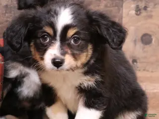 Toy Australian Shepherd dogs Dreamer - Ad 3