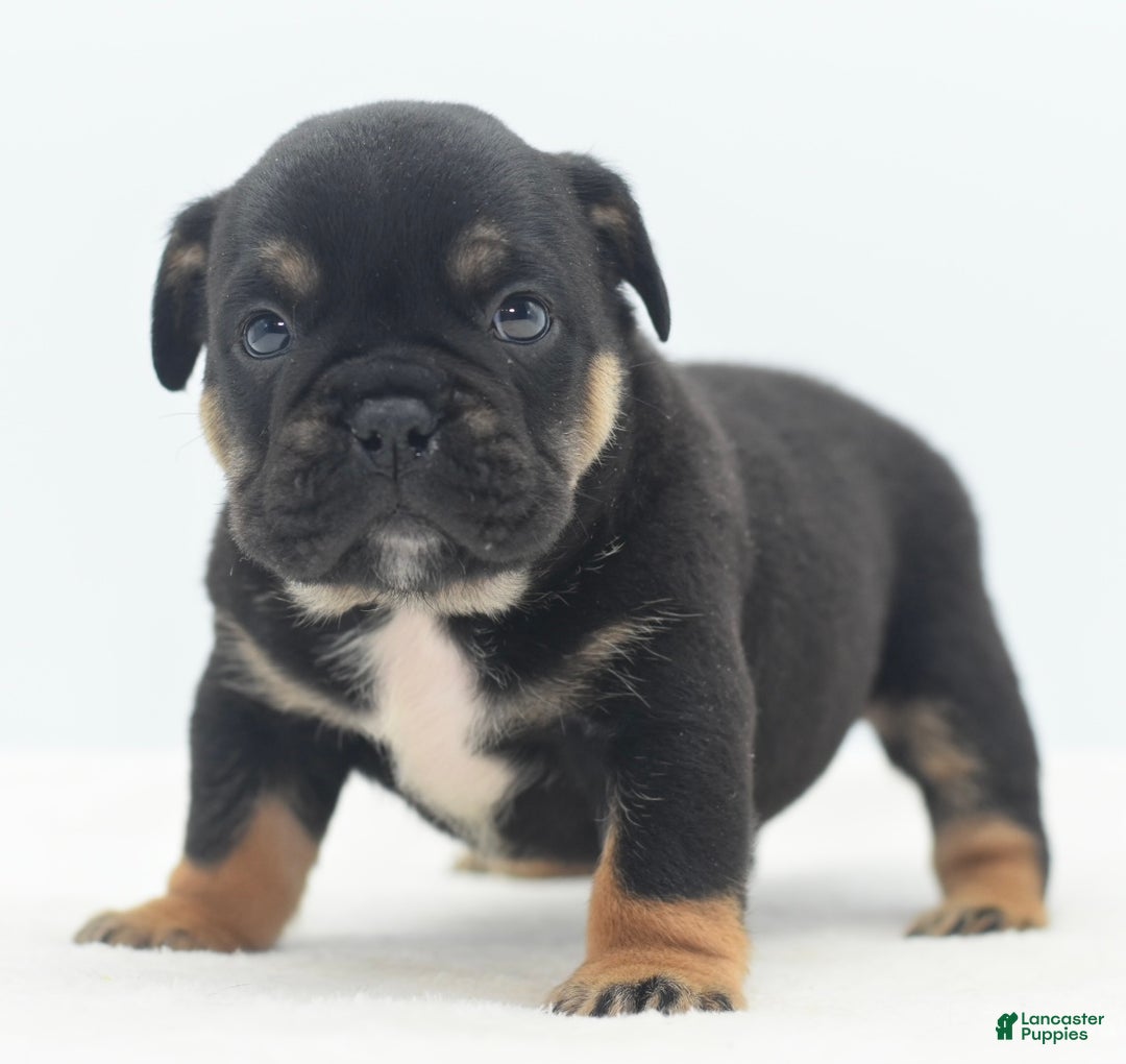 Mixed Breed dogs for sale: Knox tricolor bully puppy  - Ad 20