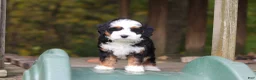 Mini Bernedoodle dogs for sale: Miley - Ad 11