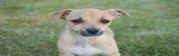 Chihuahua dogs for sale: Aiden - Ad 7