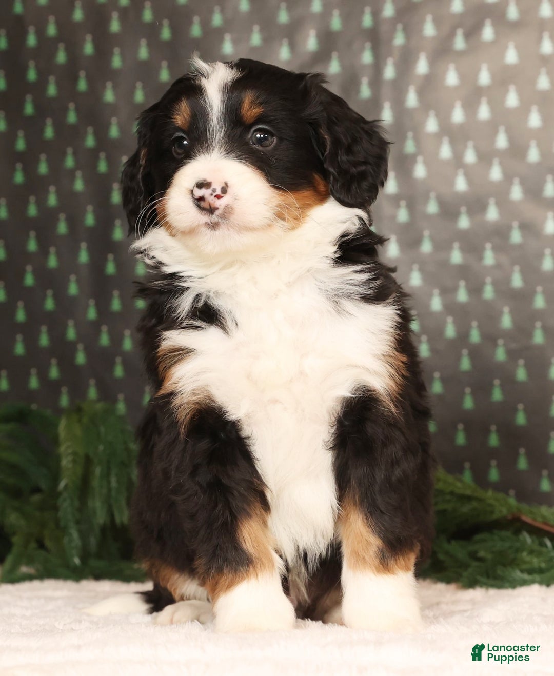 Mini Bernedoodle dogs for sale: Ranger - Ad 2