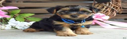 Yorkshire Terrier dogs for sale: Rocky - Ad 7