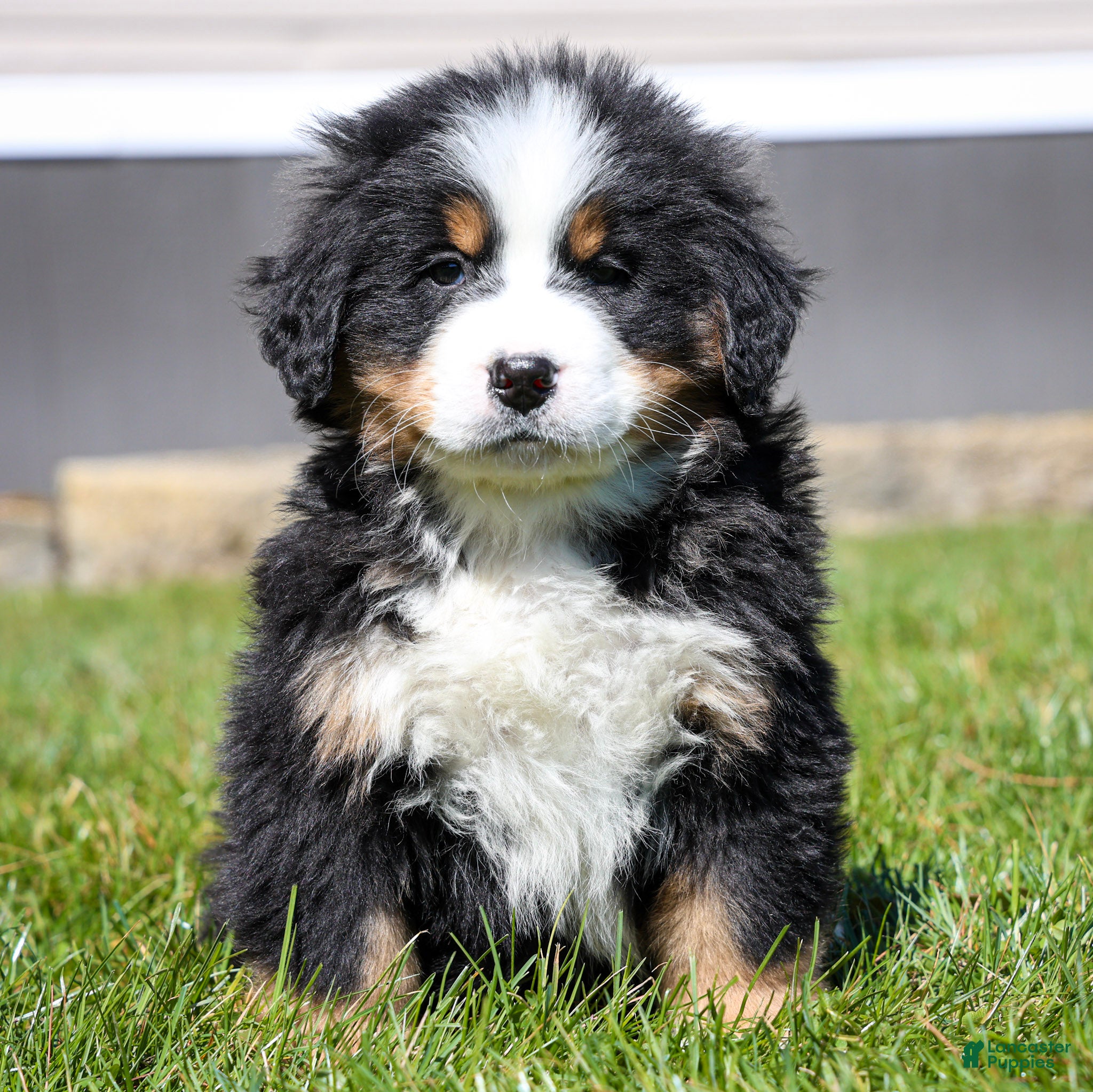 Bernese Mountain Dog dogs Ryder - Ad 1
