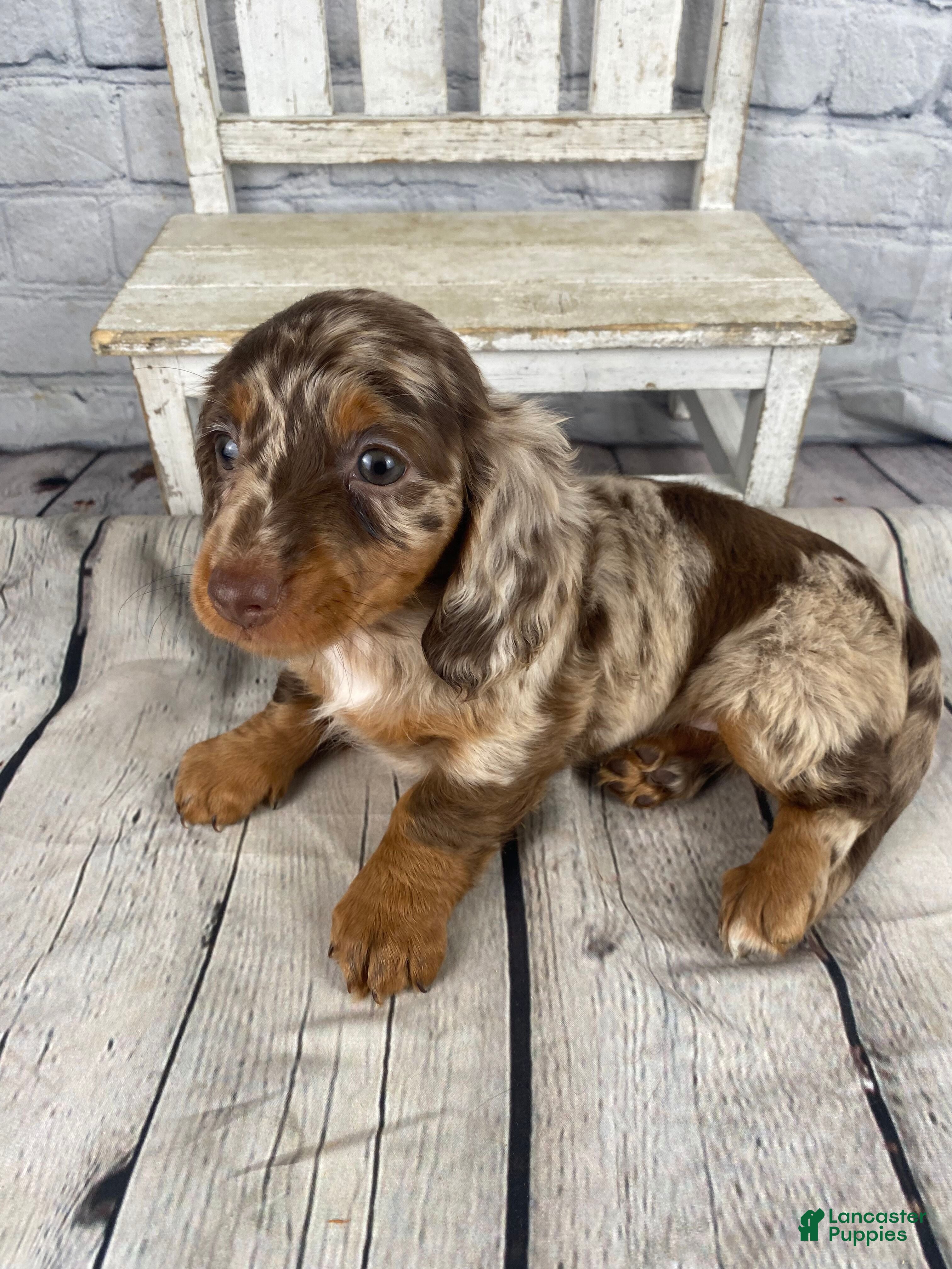 Miniature Dachshund dogs Toby - Ad 1