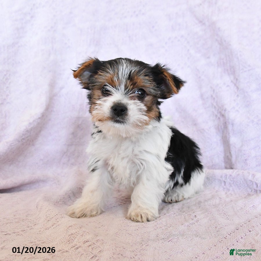 Yorkshire Terrier dogs Oreo  Extra Small - Ad 3