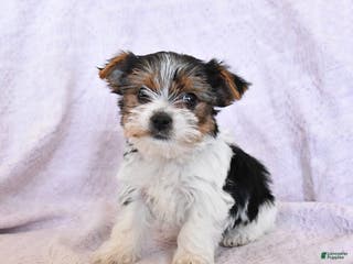Yorkshire Terrier dogs Oreo Extra Small - Ad 32