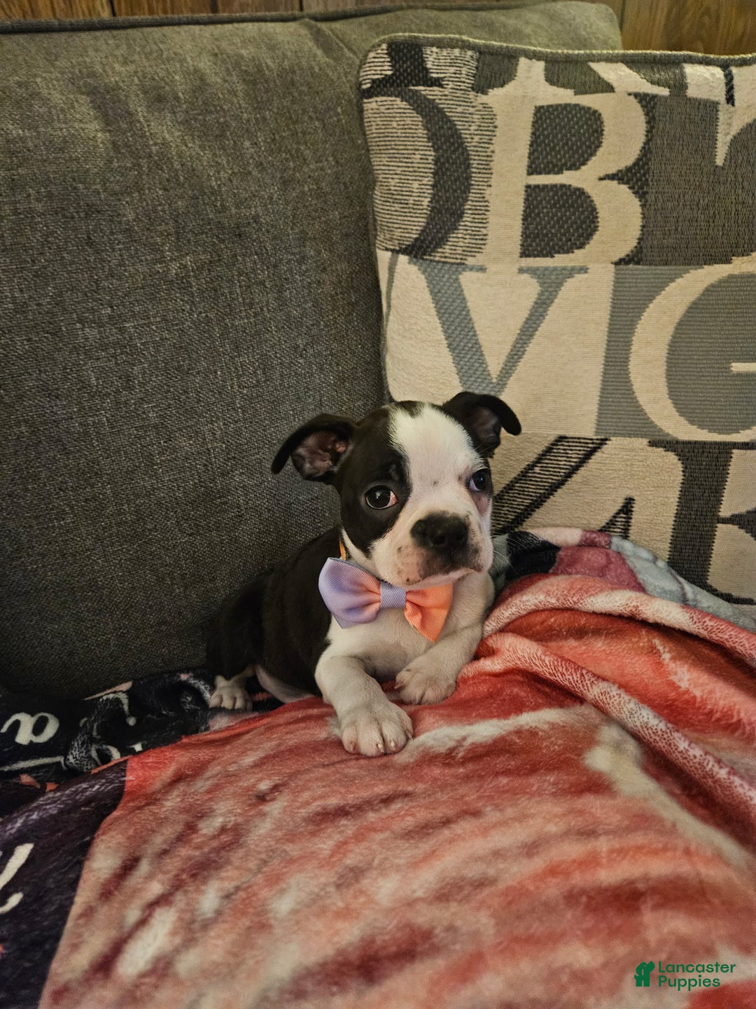 Boston Terrier dogs for sale: Sadie - Ad 1