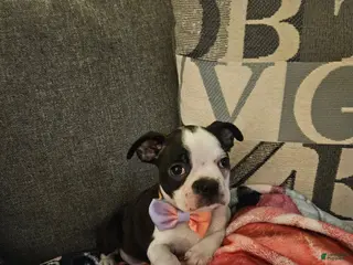 Boston Terrier dogs Sadie - Ad 3