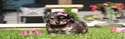 Bichpoo dogs for sale: Callie - Ad 6
