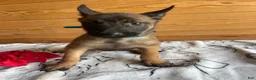 Belgian Malinois dogs for sale: Athena - Ad 4