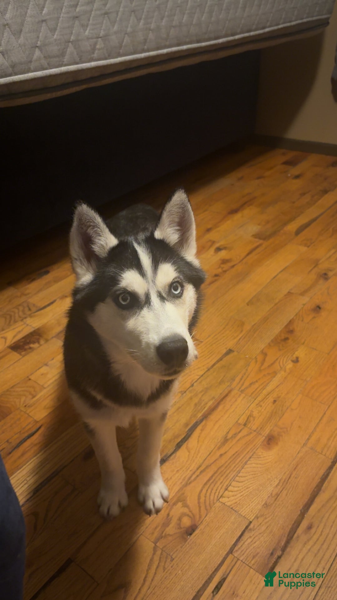 Alaskan Husky dogs for sale: Alaskan Husky Puppy 1 - Ad 1