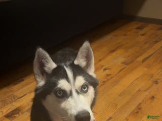 Alaskan Husky dogs Alaskan Husky Puppy 1 - Ad 3