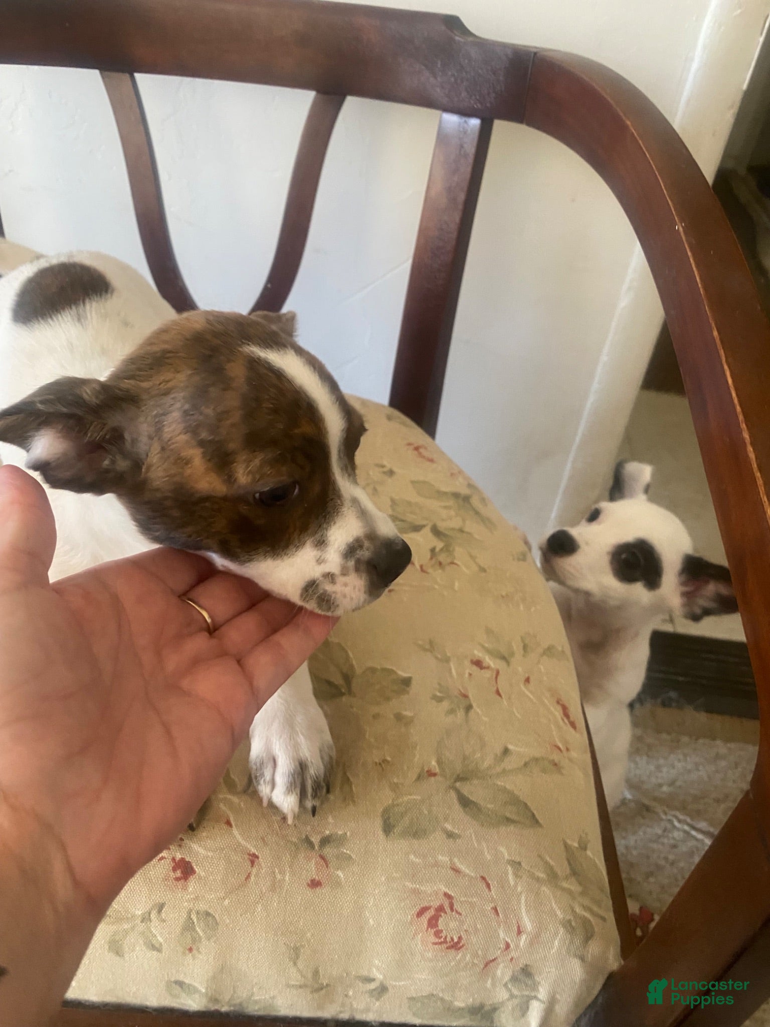 Mixed Breed dogs Mixed Breed 2 - Ad 2