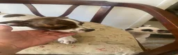 Mixed Breed dogs for sale: Mixed Breed 2 - Ad 2