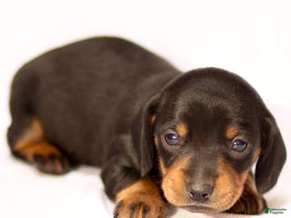 Miniature Dachshund dogs Hershey - Ad 31