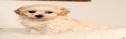 Maltipoo dogs for sale: Sammy - Ad 2