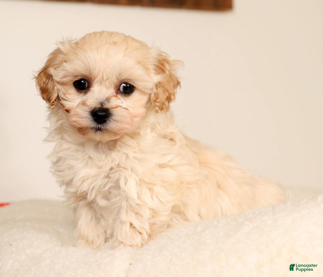 Maltipoo dogs for sale: Sammy - Ad 2