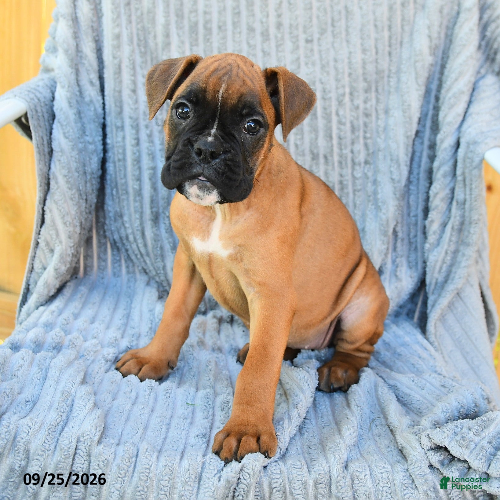 Boxer dogs Bailey - Ad 2