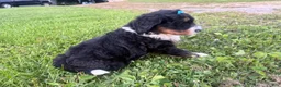 Bernedoodle dogs for sale: Sunny - Ad 3