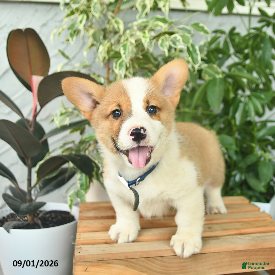 Welsh Corgi Pembroke dogs Henrik  - Ad 1