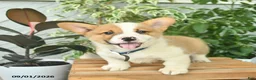 Welsh Corgi Pembroke dogs for sale: Henrik  - Ad 3