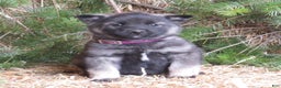 Norwegian Elkhound dogs for sale: Diamond  - Ad 1