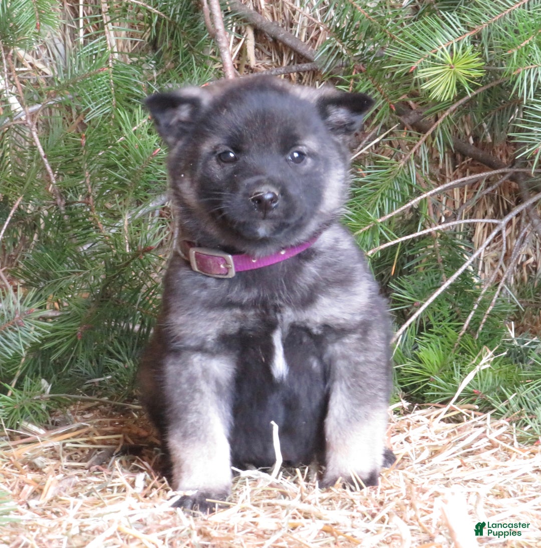 Norwegian Elkhound dogs for sale: Diamond  - Ad 1