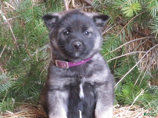 Norwegian Elkhound dogs Diamond - Ad 14