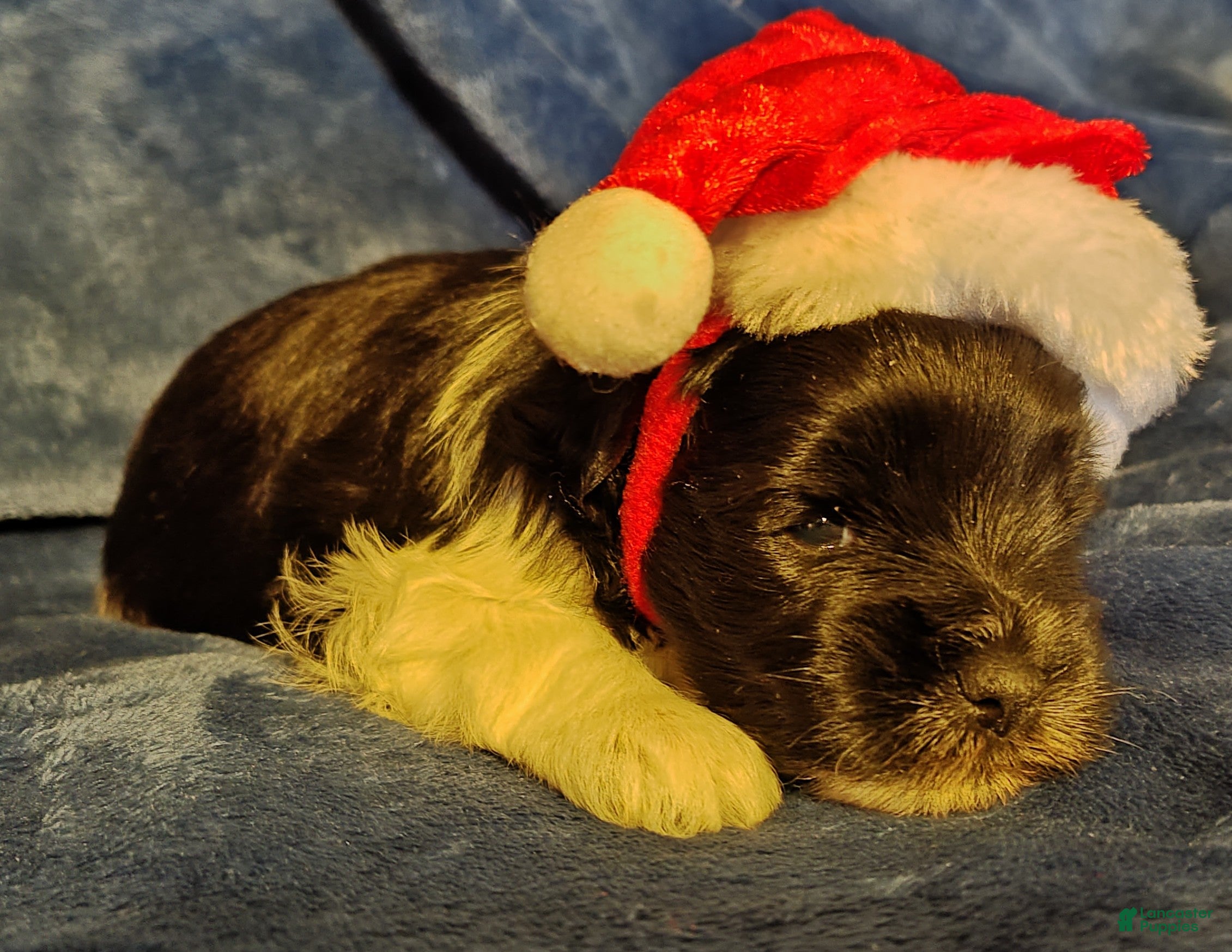 Miniature Schnauzer dogs Miniature Schnauzer Boy 1 - Ad 14