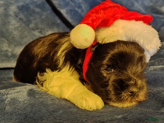 Miniature Schnauzer dogs Miniature Schnauzer Boy 1 - Ad 14