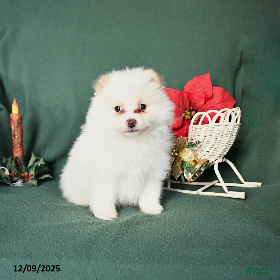 Pomeranian dogs for sale: Riley - Ad 1
