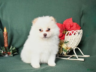 Pomeranian dogs Riley - Ad 41