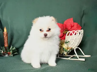 Pomeranian dogs Riley - Ad 24