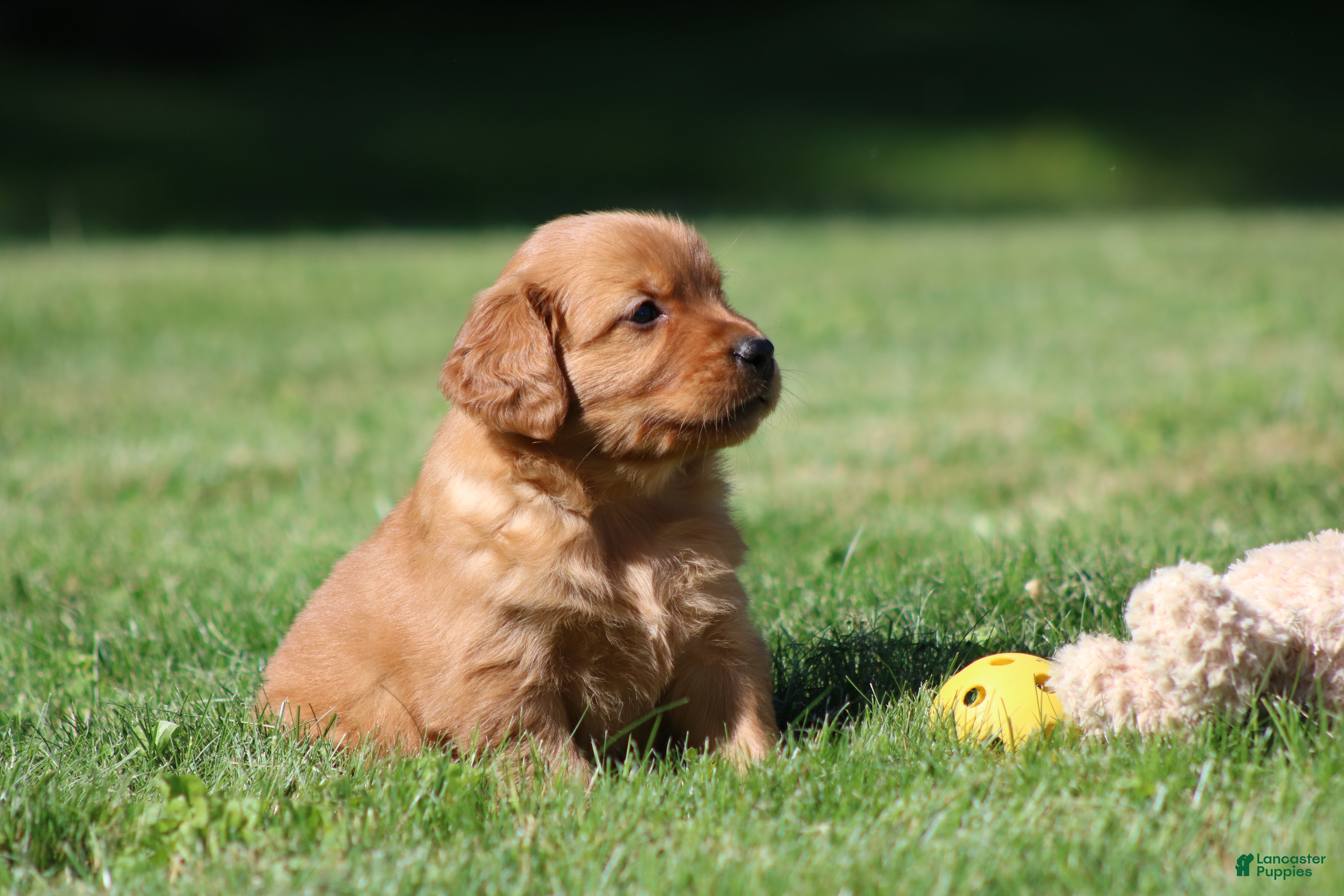 Golden Retriever dogs Frankie - Ad 2