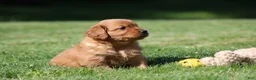Golden Retriever dogs for sale: Frankie - Ad 2