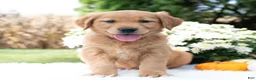 Golden Retriever dogs for sale: Grace  - Ad 3