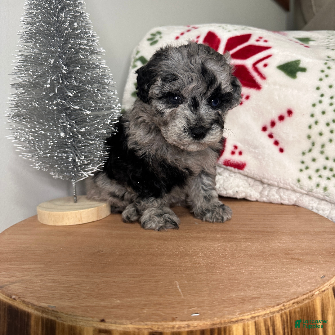 Cavapoo dogs for sale: Chilly - Ad 2